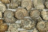 2 to 2 1/2" Tractor Ammonite (Douvilleiceras) Fossils - Photo 2